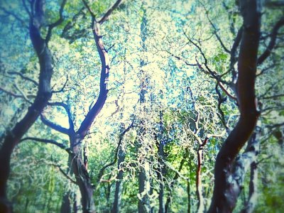 FALL.FOREST