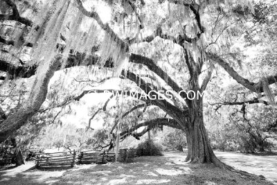 CHARLESTON SOUTH CAROLINA IN BLACK AND WHITE