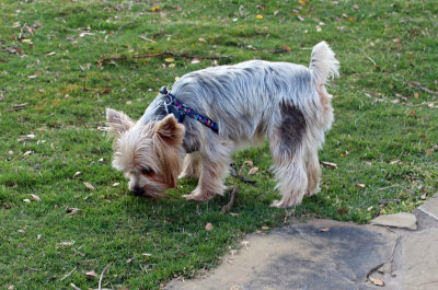 Willie our Yorkshire Terrier