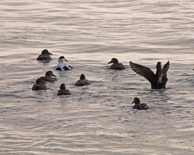 2N9A2044 Birds at Jokulsarlon Glacier Lagoon.jpg