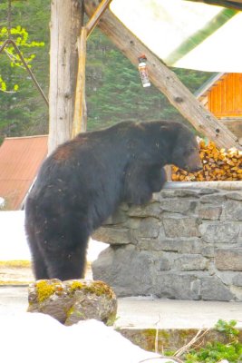 Black bear hired to clean the grill