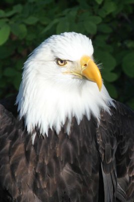 Disabled Bald Eagle at Alaska Raptor Center