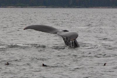 Ginny's whale tail shot