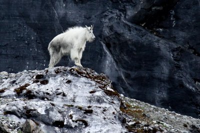 Mountain goat in Glacier Bay