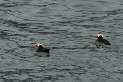 Tufted Puffins, somewhat rare elsewhere in the world.