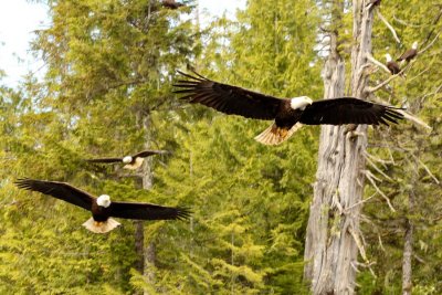 Bald Eagles, very cool