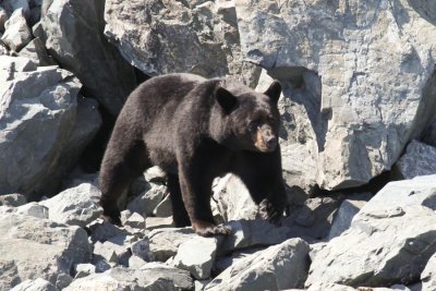 Black bear in Kenai Fjords
