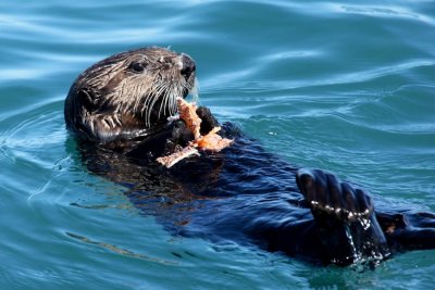 Sea Otter munching on a crab