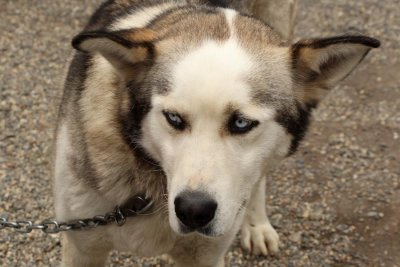 Sled dogs have zombie eyes