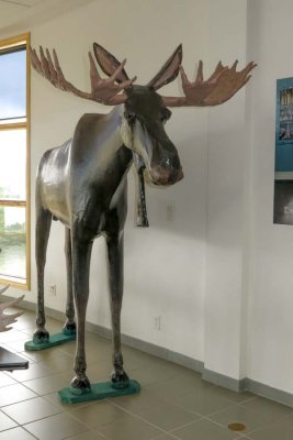 We saw moose sculptures but no wild moose