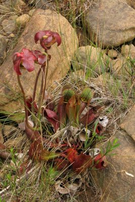 Pitcher plant on the tablelands