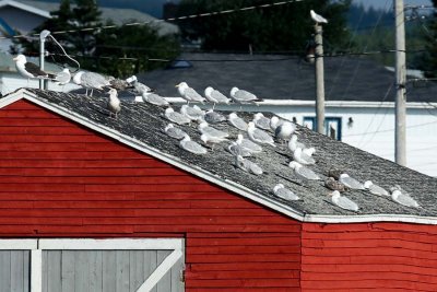 Sea gulls enjoying a warm rooftop