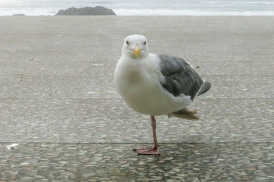 A trained seagull, honest!