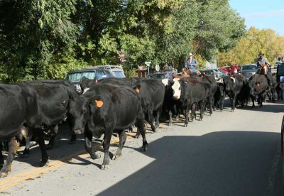 Cattle drive in front of the church after mass in Mancos