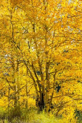 Aspens at the height of fall foliage