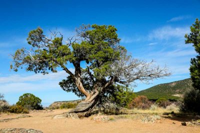 Gnarly tree in Black Canyon of the Gunnison