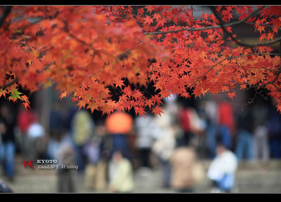 Kyoto_2009_1115_12.jpg