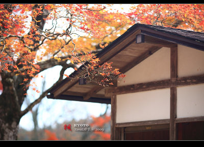 Kyoto_2009_1115_16.jpg