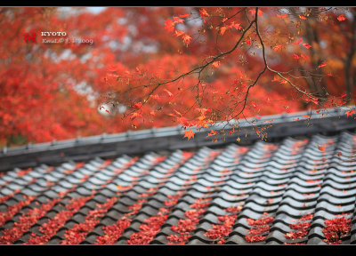 Kyoto_2009_1115_17.jpg