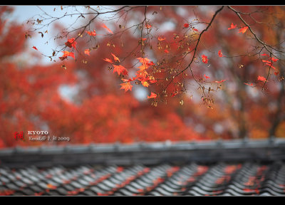 Kyoto_2009_1115_18.jpg