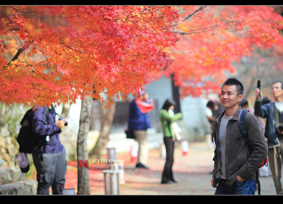 Kyoto_2009_1115_21.jpg