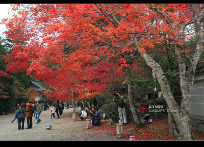 Kyoto_2009_1115_6.jpg