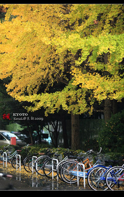 Kyoto_2009_1117_08.jpg