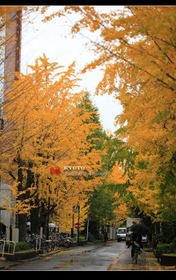 Kyoto_2009_1117_09.jpg