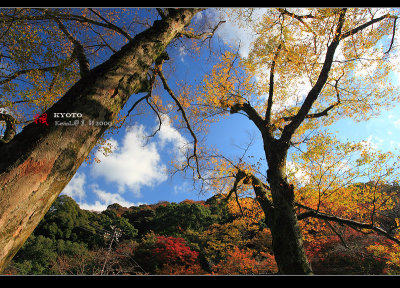 Kyoto_2009_1120_05.jpg