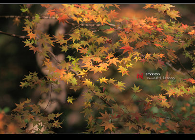 Kyoto_2009_1120_15.jpg