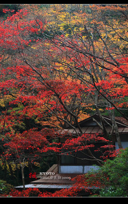 Kyoto_2009_1120_23.jpg