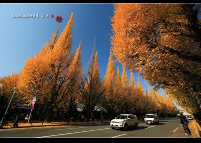 Day8 -- 銀杏並木道