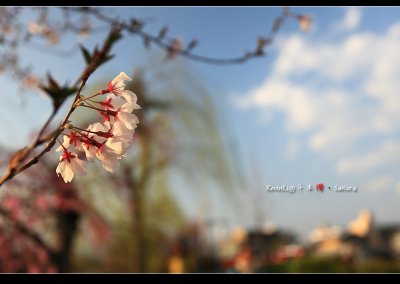 IMG_2418_nEO_IMG.jpg
