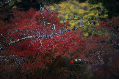 Kyoto_2016_06.jpg