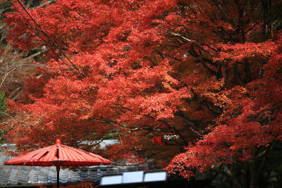 Kyoto_2016_11.jpg