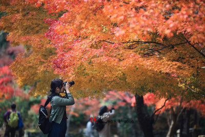 Kyoto_2016_22.jpg