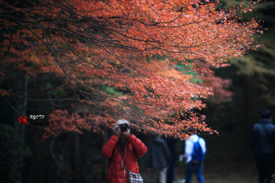 Kyoto_2016_31.jpg
