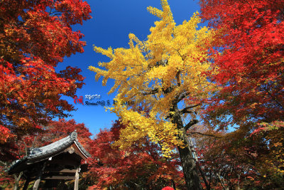 Kyoto_2016_64.jpg