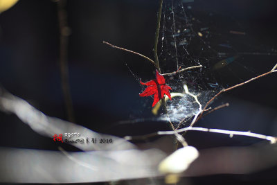 Kyoto_2016_74.jpg