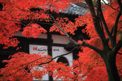 Kyoto_2016_86.jpg
