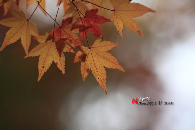 Kyoto_2016_89.jpg