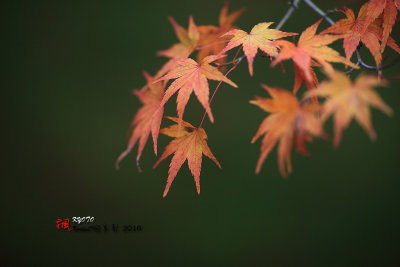 Kyoto_2016_96.jpg