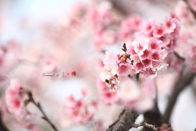 Sakura2017_01.jpg