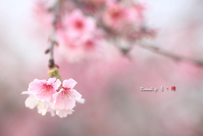 Sakura2017_02.jpg