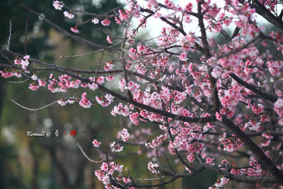 Sakura2017_03.jpg