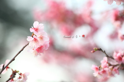 Sakura2017_04.jpg