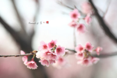 Sakura2017_05.jpg