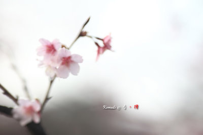 Sakura2017_06.jpg