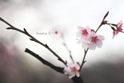Sakura2017_07.jpg