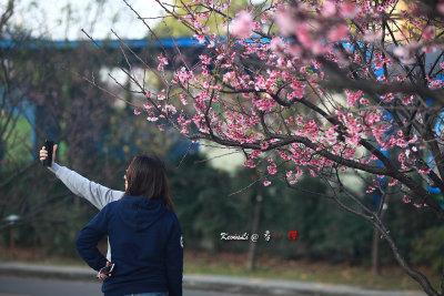 Sakura2017_08.jpg